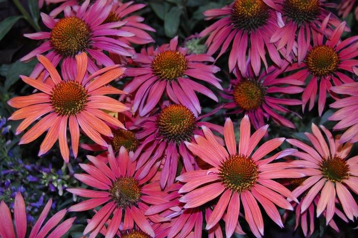 Echinacea Hot Summer