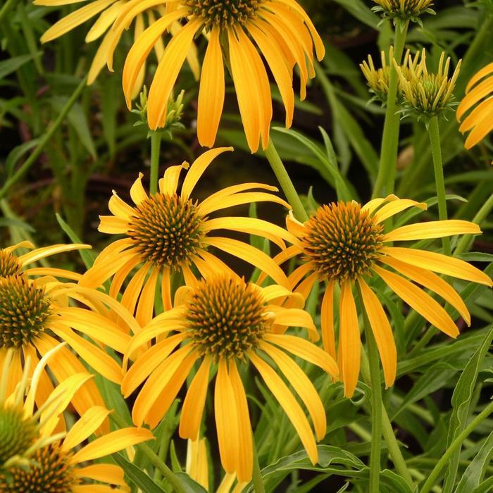 Echinacea Mango Meadowbrite™