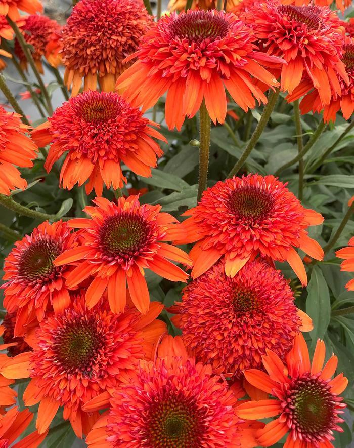 Echinacea Moab Sunset
