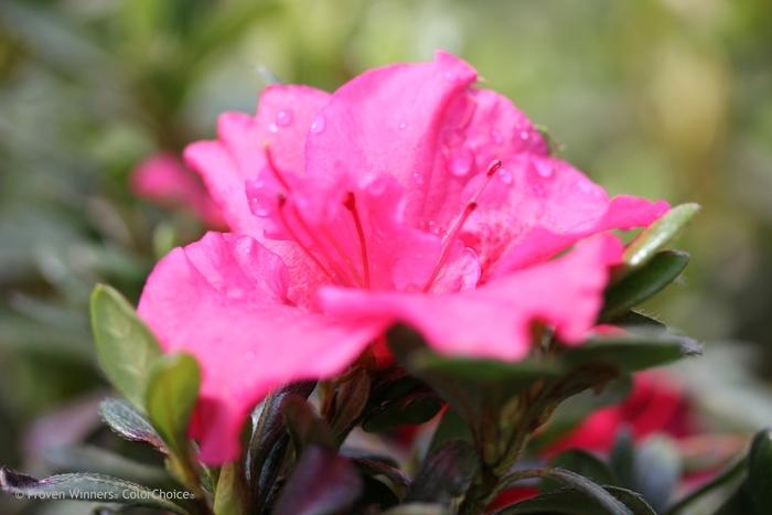Azalea Bloom-A-Thon® Hot Pink