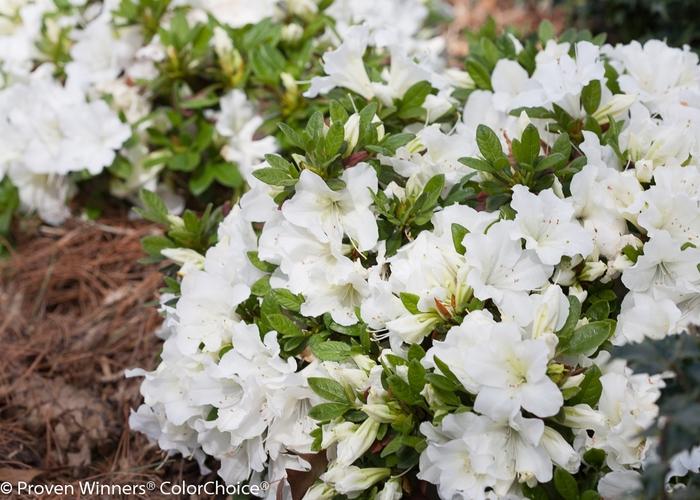 Azalea Bloom-A-Thon® White
