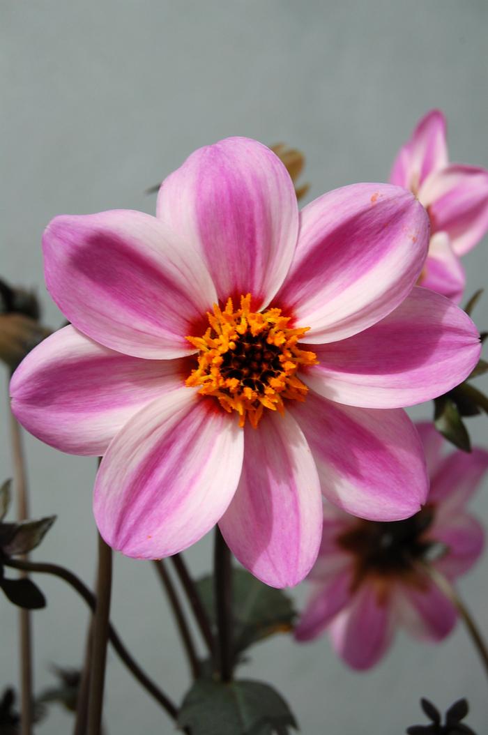Dahlia Candy Eyes