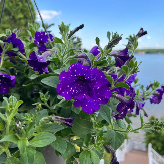 Petunia Headliner™ Night Sky