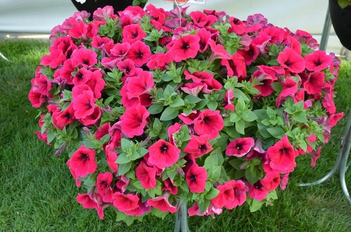 Petunia Potunia Plus Neon