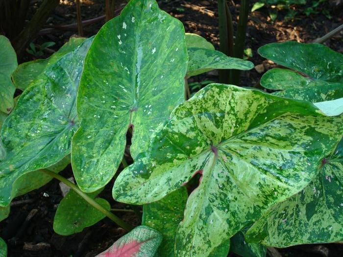 Caladium Painted Frog™ Tie-Dyed Tree Frog