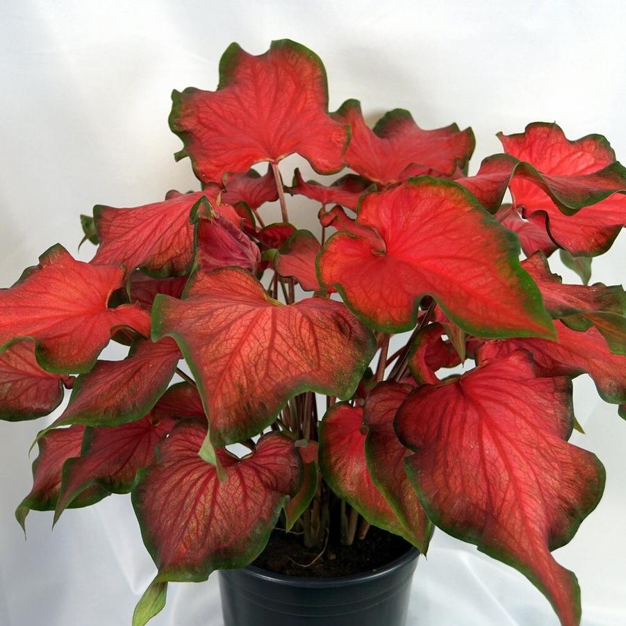 Kaladium™ 'Fairytale Princess™' from Oglesby Plants International