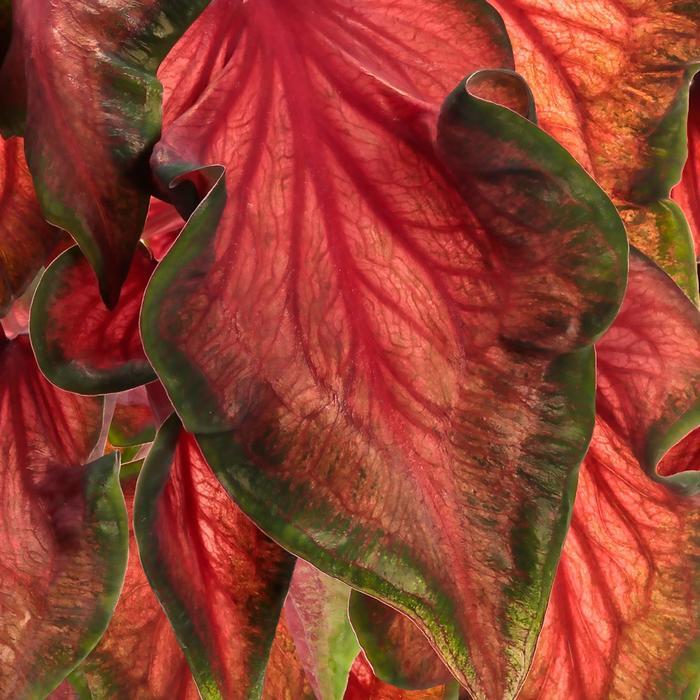 Caladium hortulanum Heart to Heart®: Hot 2 Trot