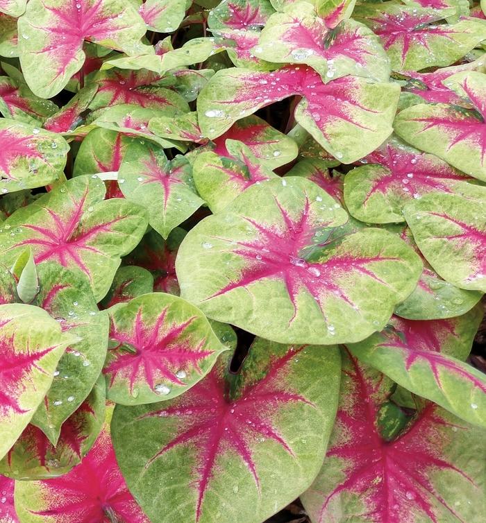 Caladium hortulanum Heart to Heart™ Lemon Blush