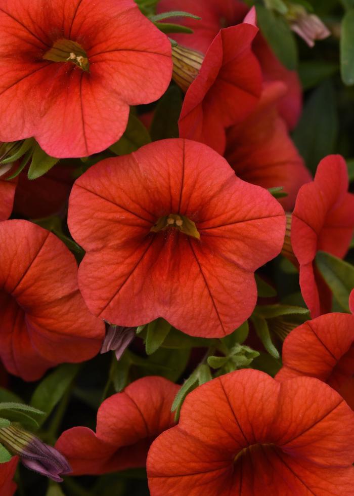 Calibrachoa Cabaret® Orange Improved