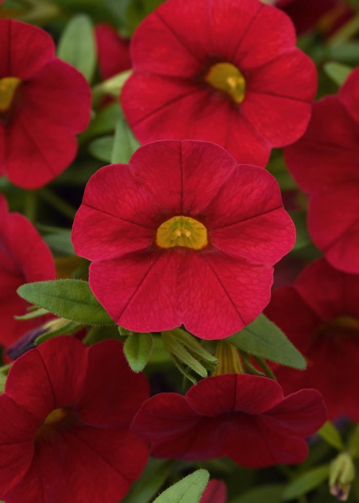 Calibrachoa Cabaret® Red
