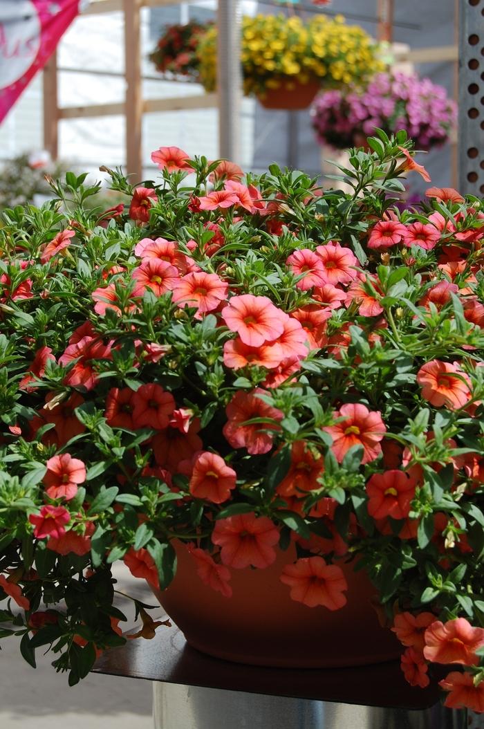 Calibrachoa Aloha Apricot