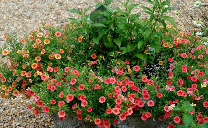 Calibrachoa Cabaret® Apricot