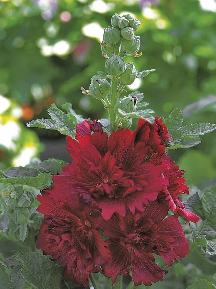 Alcea rosea Spring Celebrities Crimson