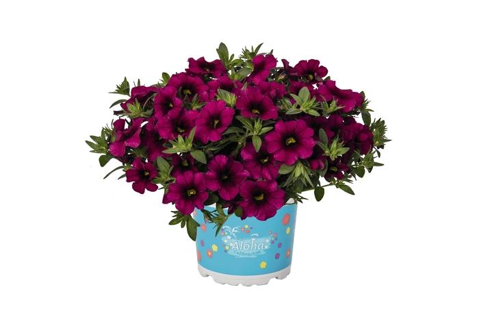 Calibrachoa Aloha Kona Neon