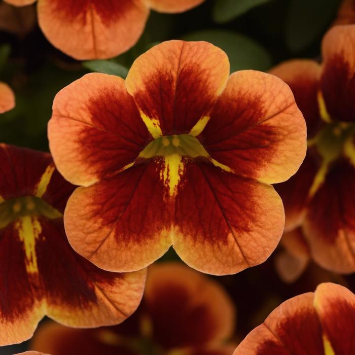 Calibrachoa Bumble Bee™ Orange