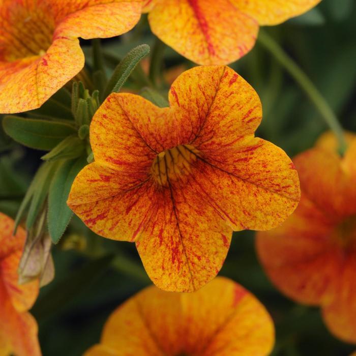 Calibrachoa Terracotta