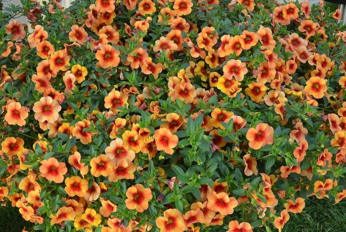 Calibrachoa Aloha Tiki Orange