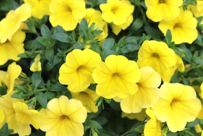 Calibrachoa Aloha Kona Yellow