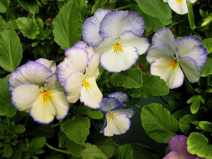 Viola cornuta Celestial™ Blue Moon