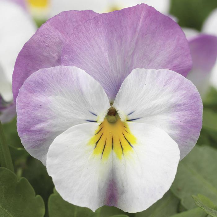 Viola cornuta Deltini™ Rose-pink