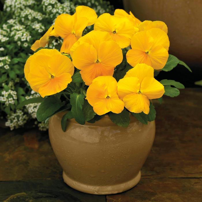 Viola cornuta ColorMax Clear Yellow