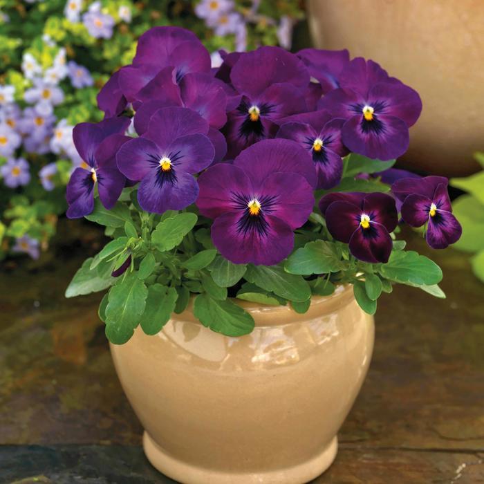 Viola cornuta ColorMax Purple Glow