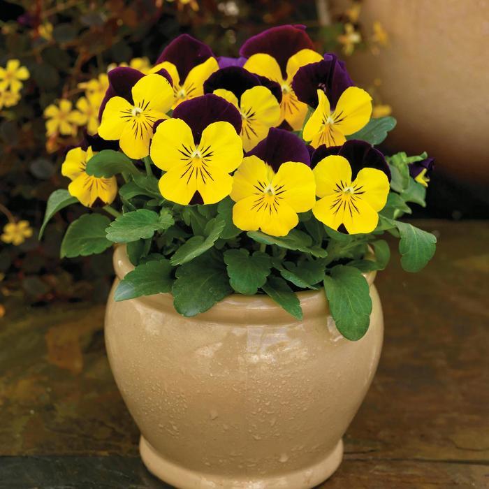 Viola cornuta ColorMax Yellow Jump Up