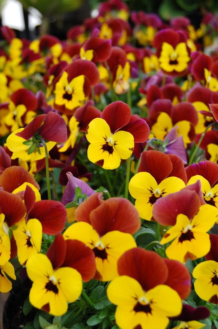 Viola cornuta Floral Power® Yellow Blotch Red Wing