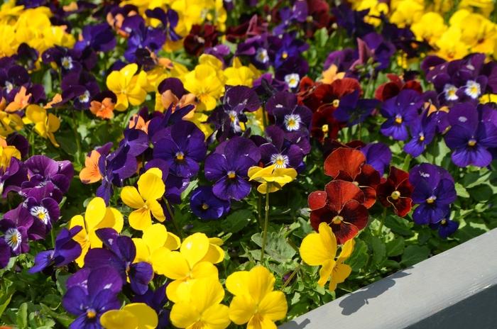 Viola cornuta Admire® Indian Summer Mix