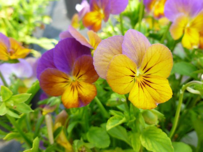 Viola cornuta Celestial™ Twilight