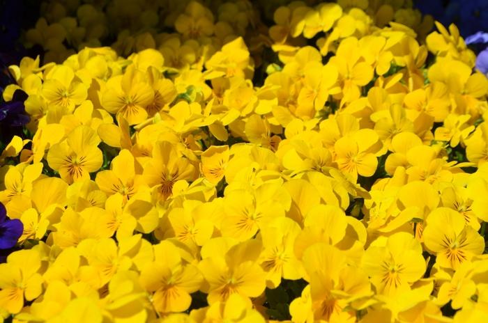 Viola cornuta Admire® Yellow