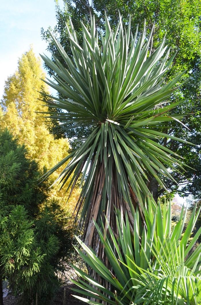 Copernicia macroglossa 