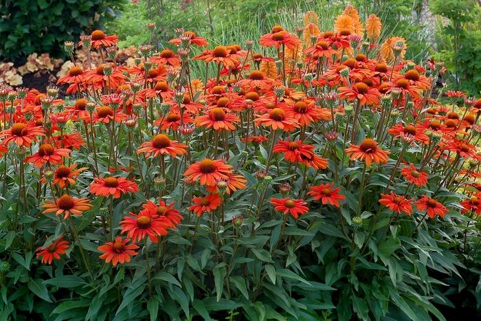 Echinacea Kismet® Intense Orange