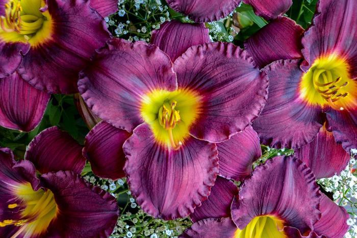 Hemerocallis Rainbow Rhythm® Nosferatu