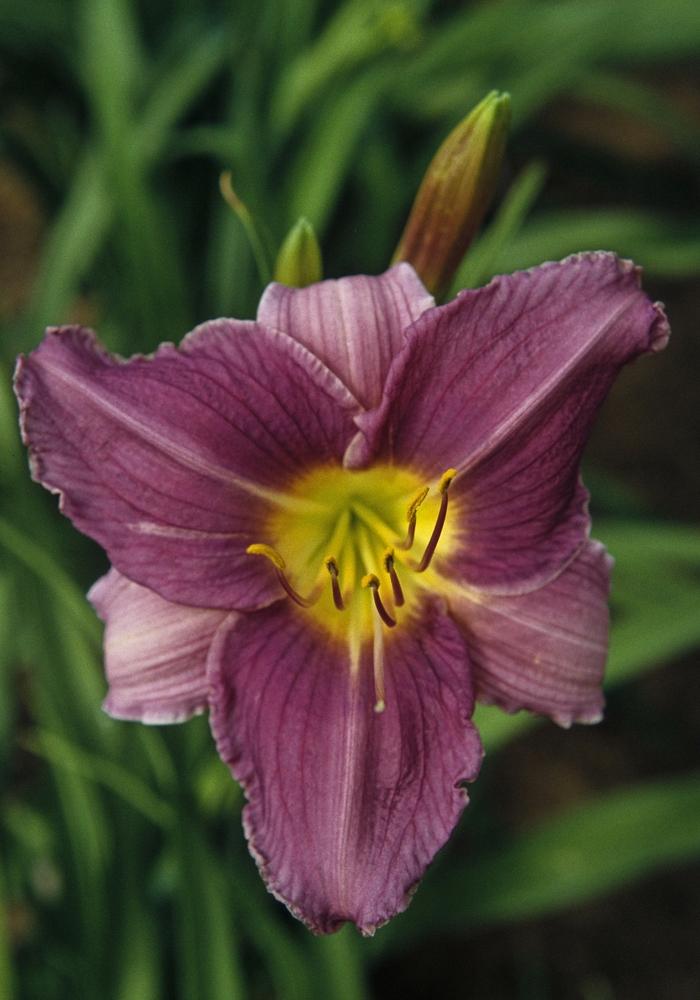 Hemerocallis Prairie Blue Eyes