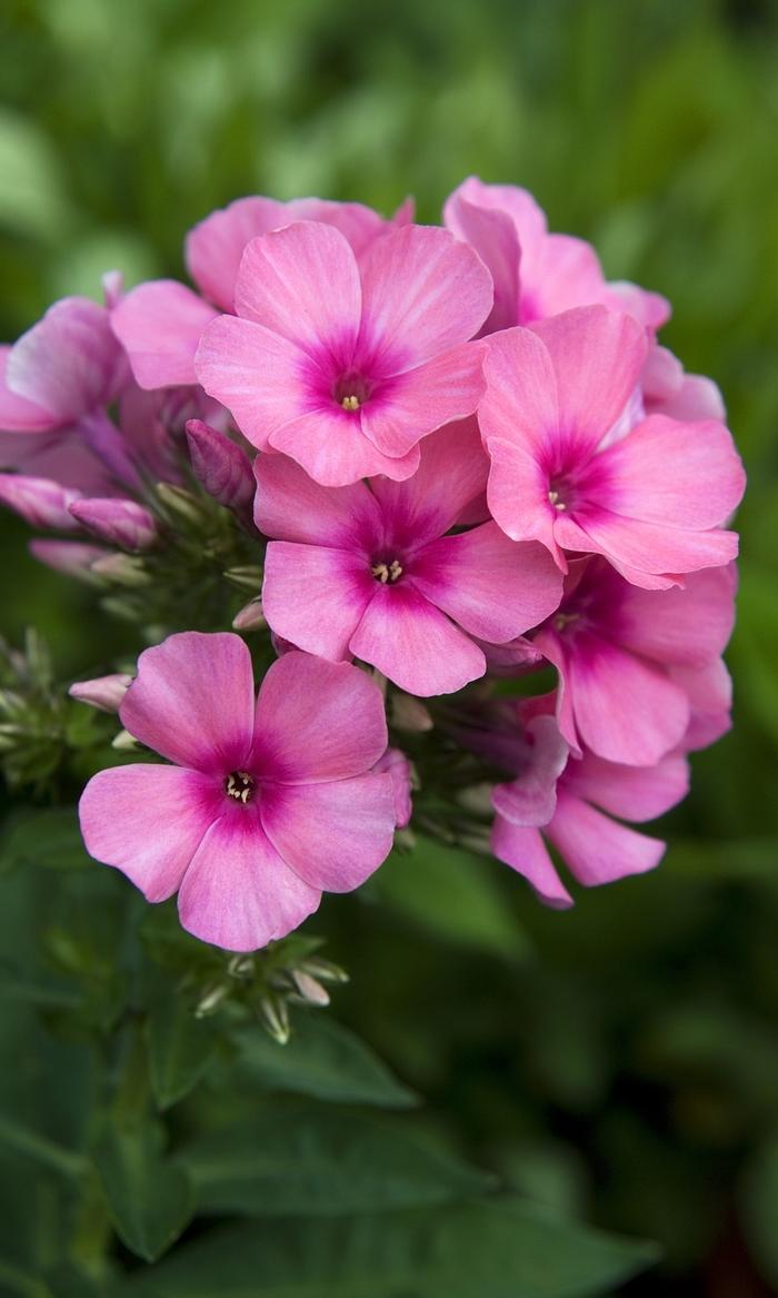 Phlox paniculata Flame™ Pink Flame®
