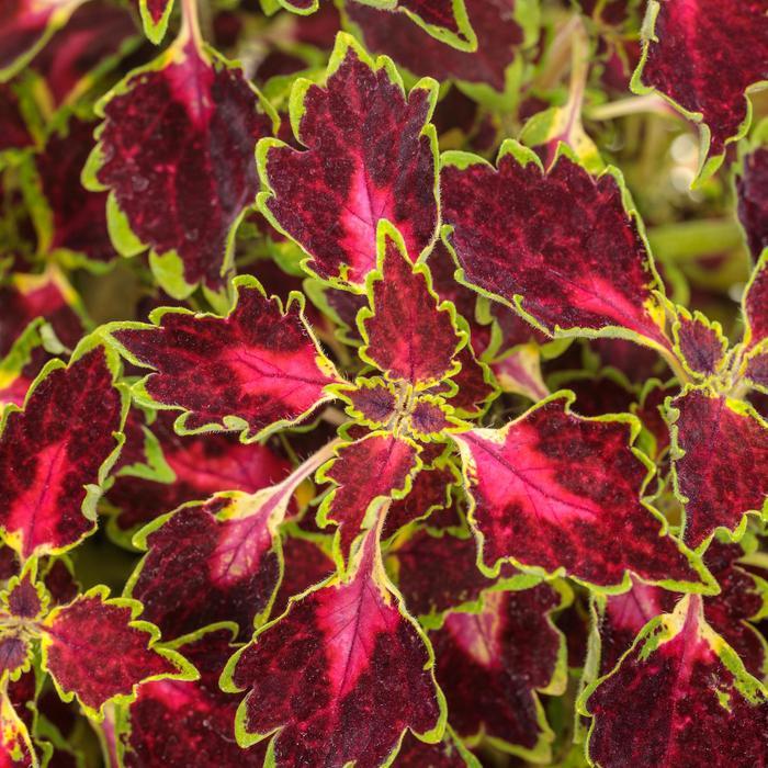 Coleus scutellarioides ColorBlaze® Cherry Drop