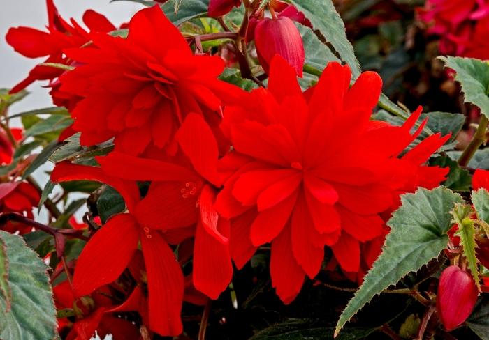 Begonia Funky&reg; Orange