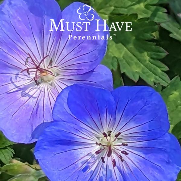 Geranium 'Rozanne' - from Grower Website Demo 2