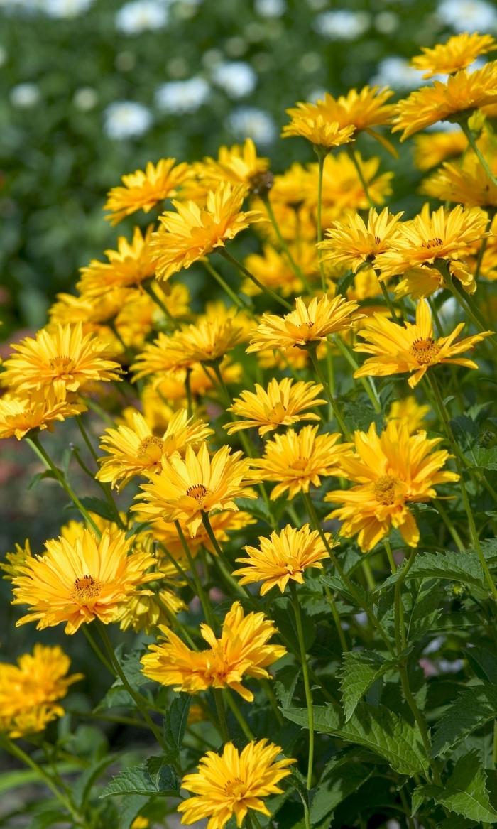 Heliopsis Ballerina