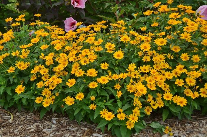 Heliopsis helianthoides Tuscan Sun