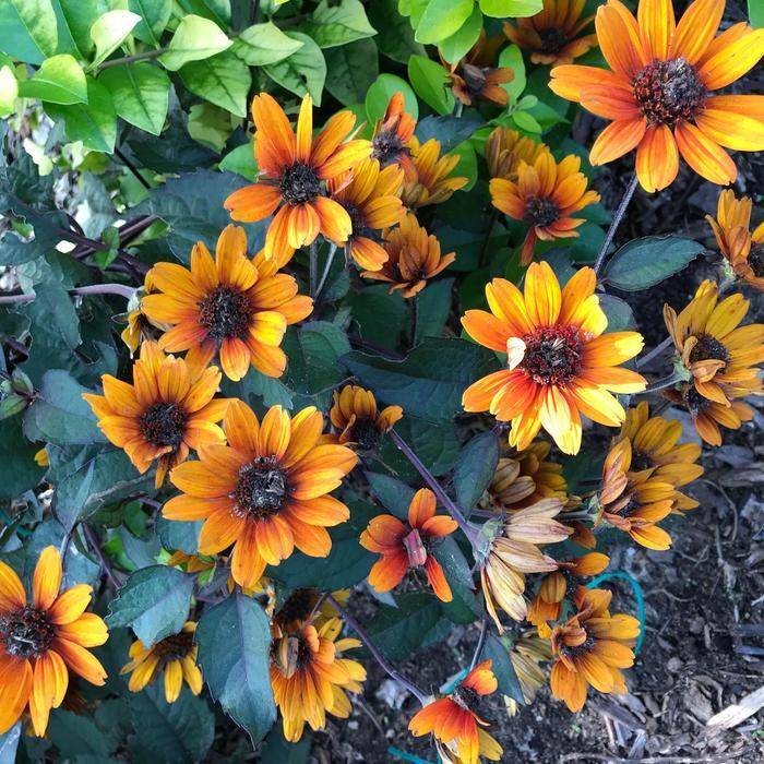 Heliopsis helianthoides var. scabra Bleeding Hearts