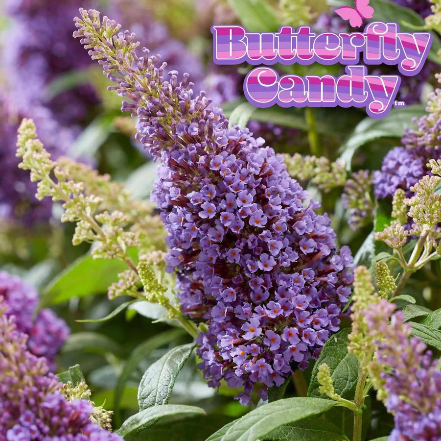 Buddleia davidii Butterfly Candy® 'Li'l Lavender™' 