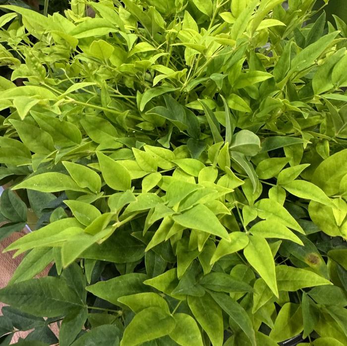 Nandina domestica Lemon Lime