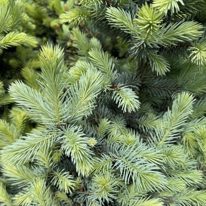 Picea pungens Baby Blue®