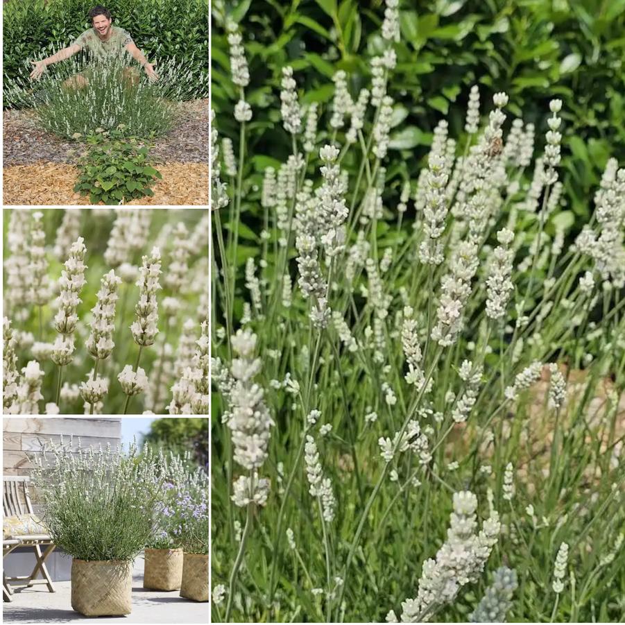 Lavandula x intermedia 'Exceptional' - Lavender from Grower Website Demo 2