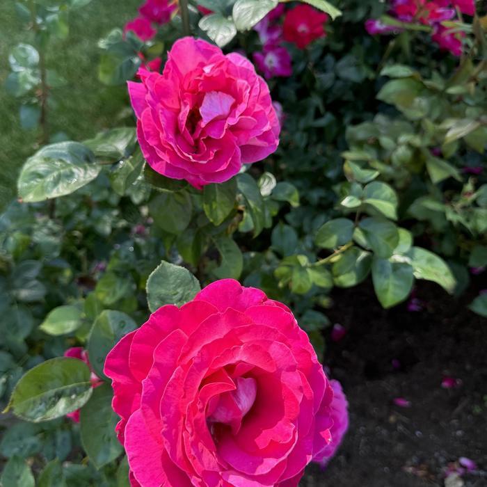 Rosa Baronne Edmond de Rothschild