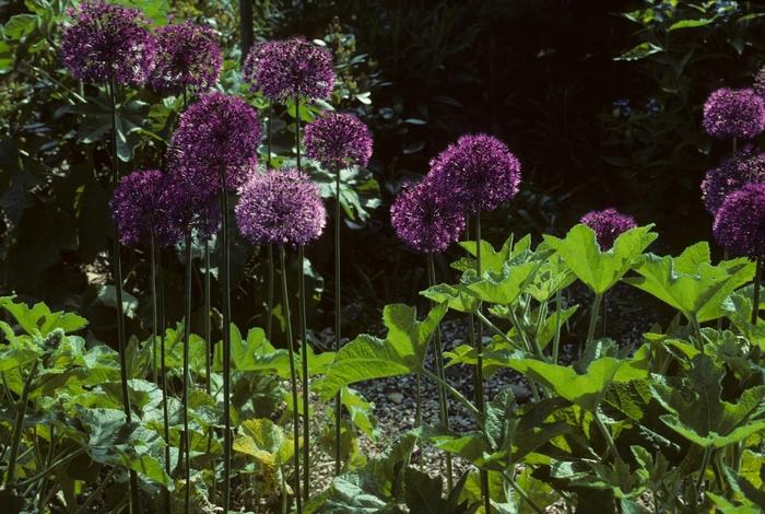 Allium aflatunense Purple Sensation