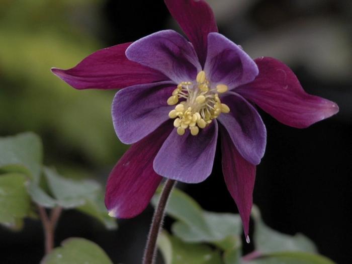 Aquilegia Biedermeier Mix