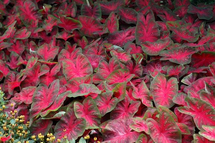 Caladium bicolor Red Flame